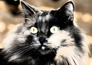 photo by Susan Hunt-Williams