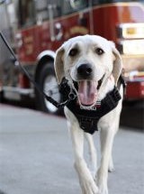 photo by Eldorado County FPD