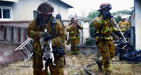 photo by Life with Cats